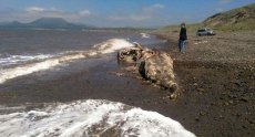 На побережье Шахтерска обнаружены останки неизвестного животного (5 фото)